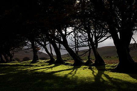 Beech trees at Sourton, Dartmoor