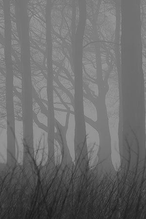 Hackpen Hill beech wood, Lambourn Downs