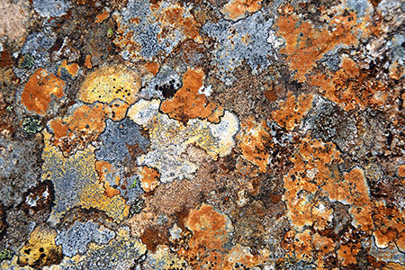 Granite lichen, Cairngorms