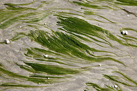 East Head seaweed, West Wittering, Sussex