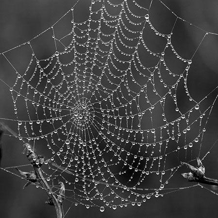 Boreland Hill cobweb, Witshire